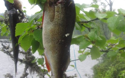 Abborfiske på Leirskogen